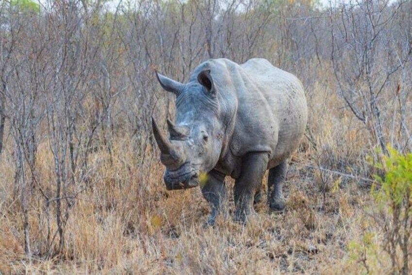 4-Day Affordable Fly-In Kruger Safari from Johannesburg 2