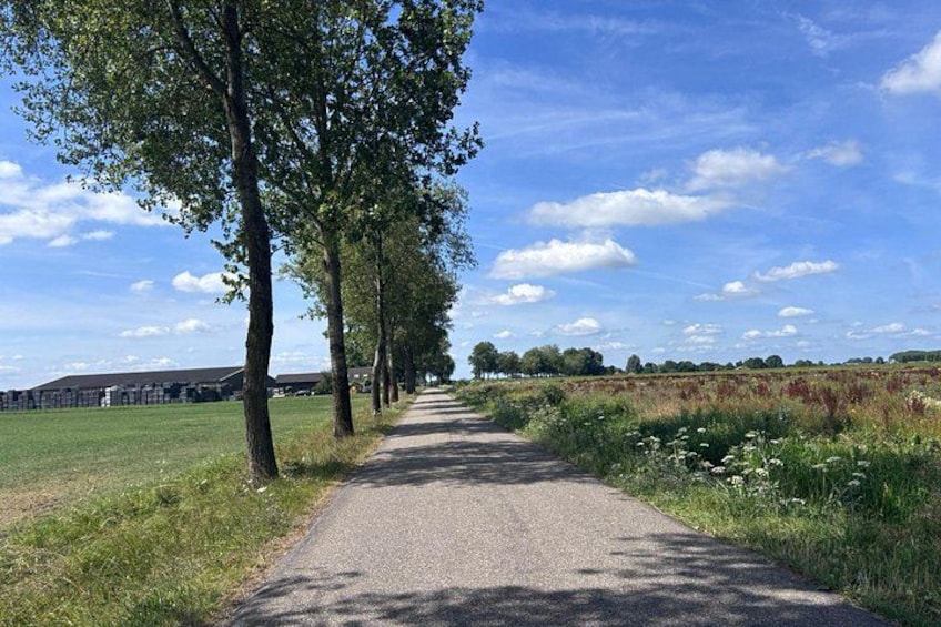 A rural road flanked by trees and fields under a clear sky. 5
