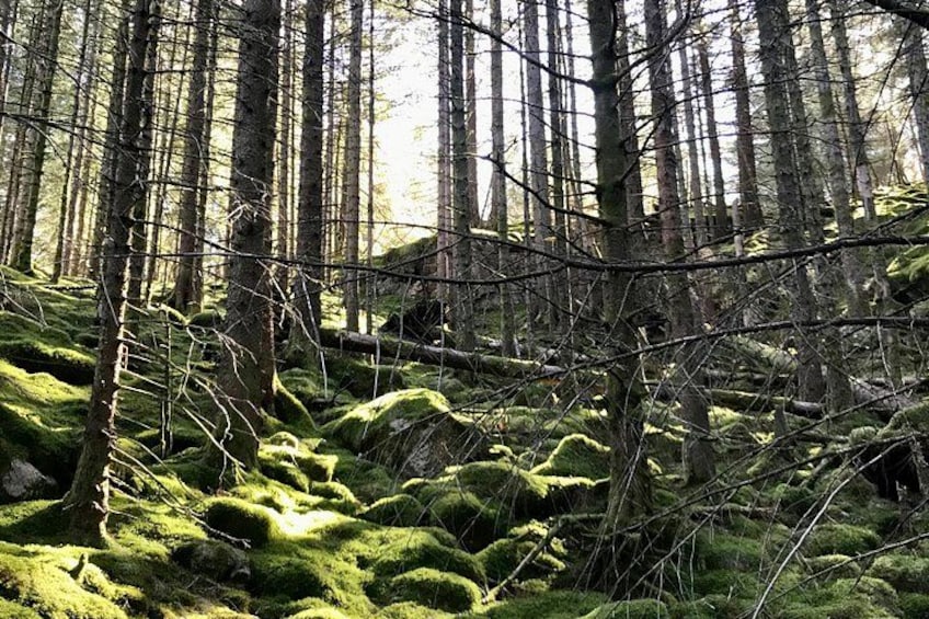 Private Mount Floyen Hike 5