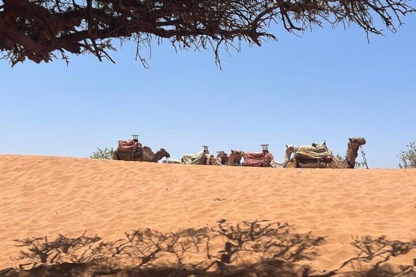 Camels on a sandy slope with sparse vegetation. 2
