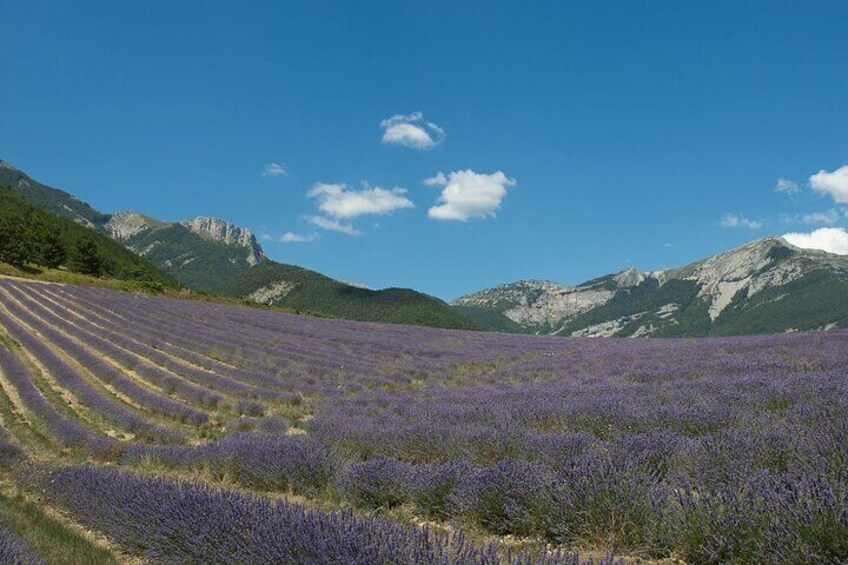 A lavender field with mountains in the background. 2