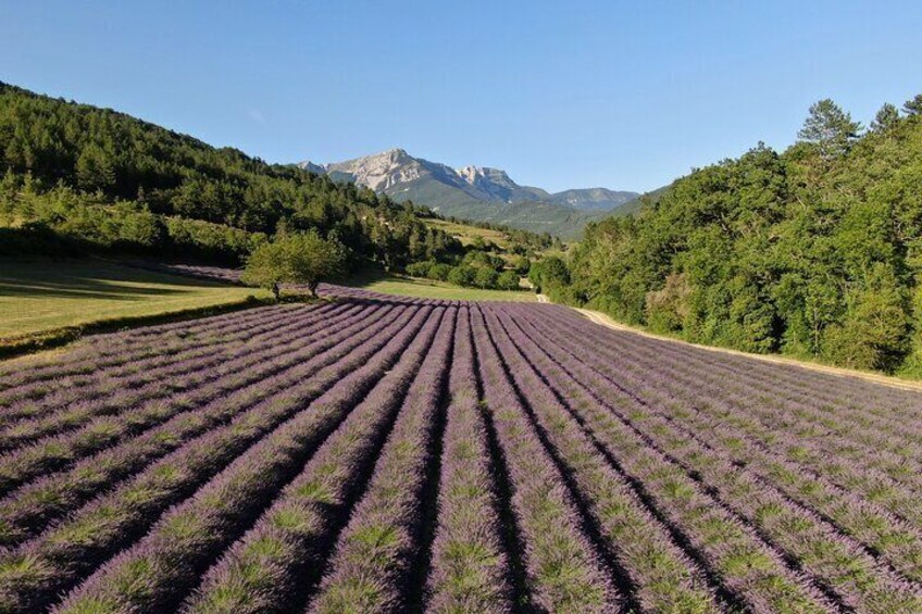 Lavender fields with a mountain in the background. 3