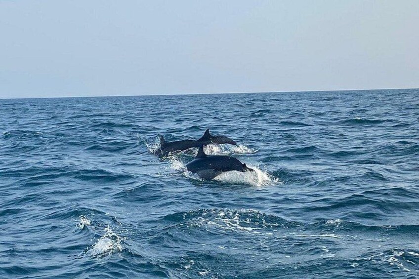 Two whales breaching the ocean surface. 1