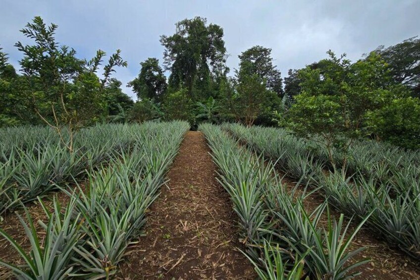 Bijagua de Upala: Chocolate, Coffee & Pineapple Farm Tour 4