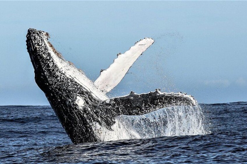 Whale Watching Day Trip Hermanus from Cape Town 4