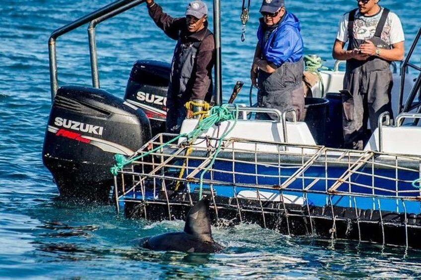 Whale Watching Day Trip Hermanus from Cape Town 3