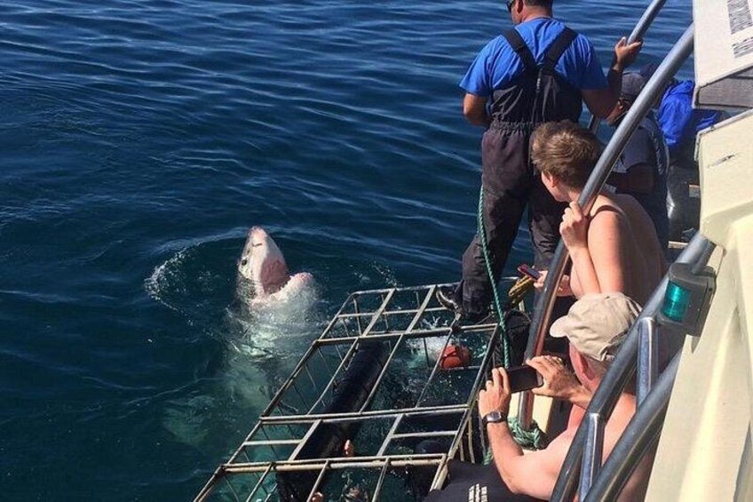Whale Watching Day Trip Hermanus from Cape Town 2