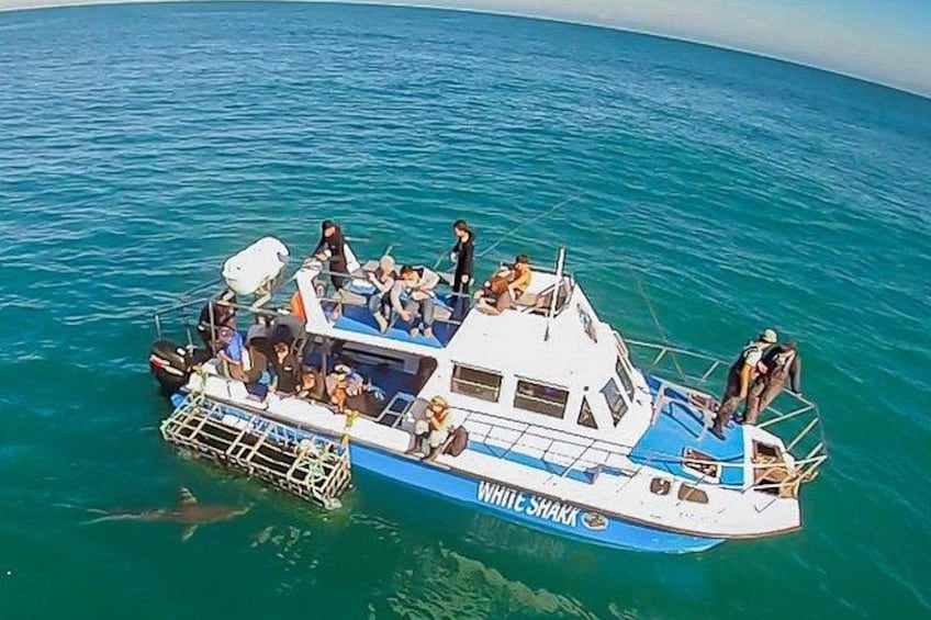 Whale Watching Day Trip Hermanus from Cape Town 5