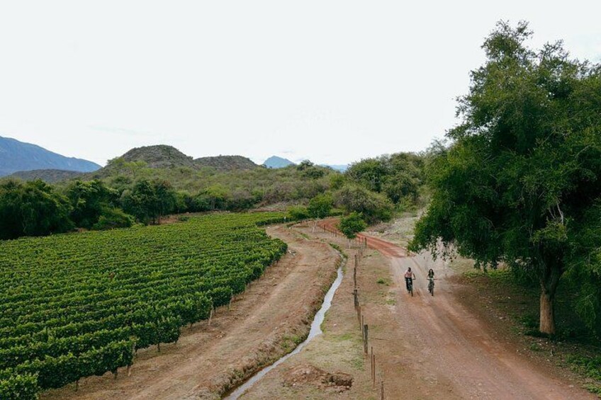 Un chemin de terre sinueux traverse un vignoble où s’alignent des rangées de vignes, le tout étant entouré d’arbres et de collines. 3