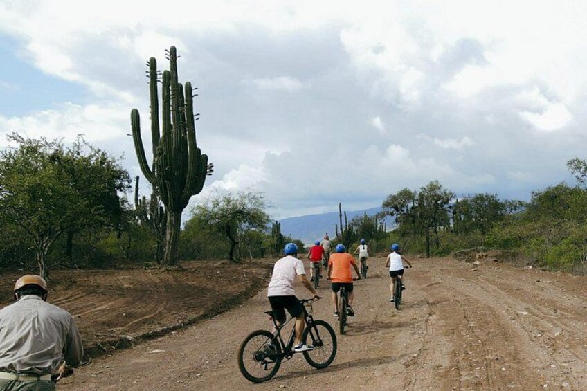 Un groupe de cyclistes sur un chemin de terre, avec un grand cactus en arrière-plan. 5