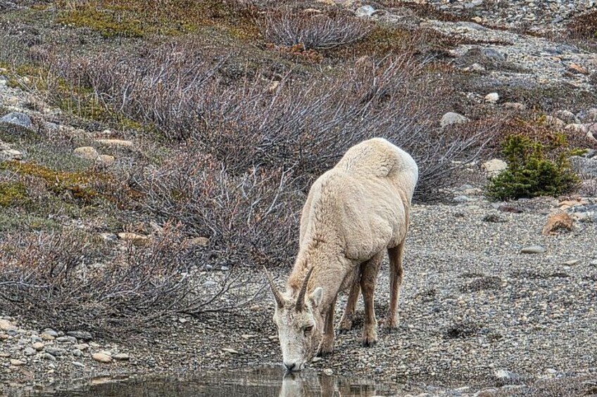 Private Tour Experience at Radium Hot Springs and Kootenay Park 5