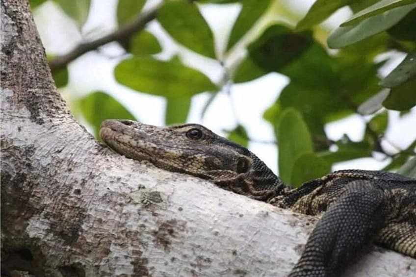 animal in mangrove 3