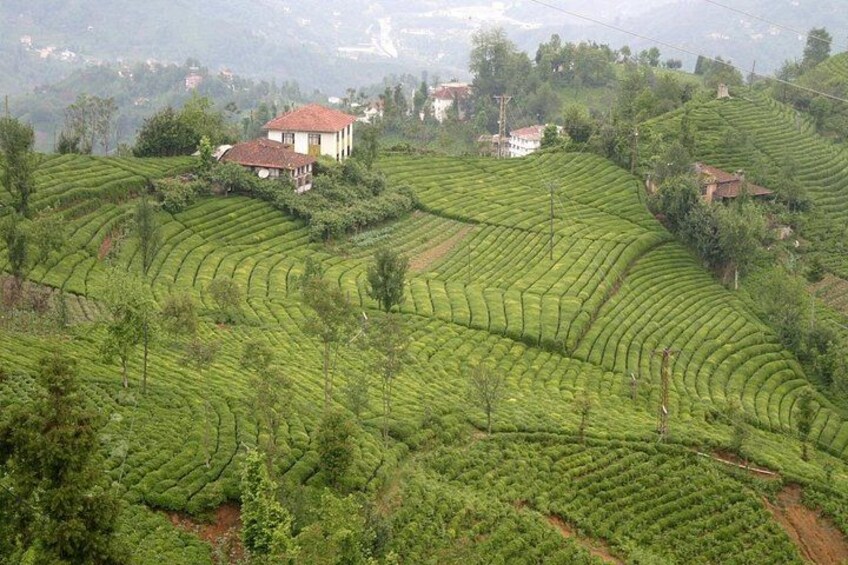Des plantations de thé en terrasses, des maisons et un paysage vallonné. 2