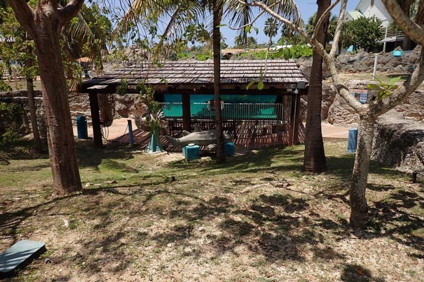 Turtle Center, Starfish, Stingray, & Snorkeling(4-Stop Adventure) 3