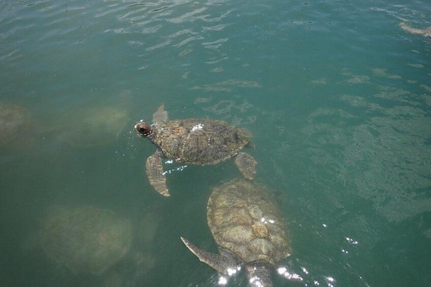 Turtle Center, Starfish, Stingray, & Snorkeling(4-Stop Adventure) 4