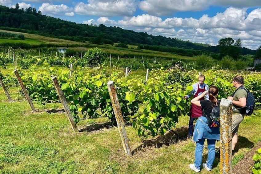 Viñedo con hileras de vides, una persona con delantal y visitantes. 3