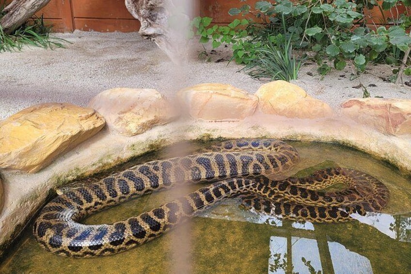 Un grande serpente avvolto attorno a rocce in una vasca d'acqua poco profonda. 3