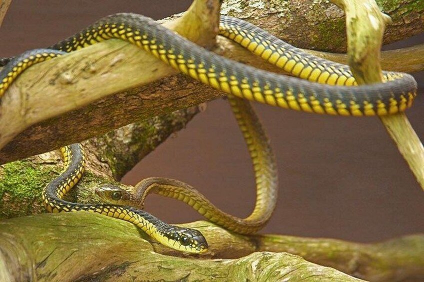 Male and female Boomslang 1