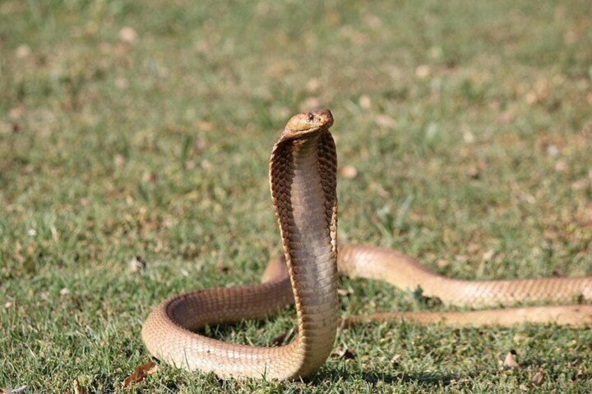 Un serpente avvolto sull'erba. 4