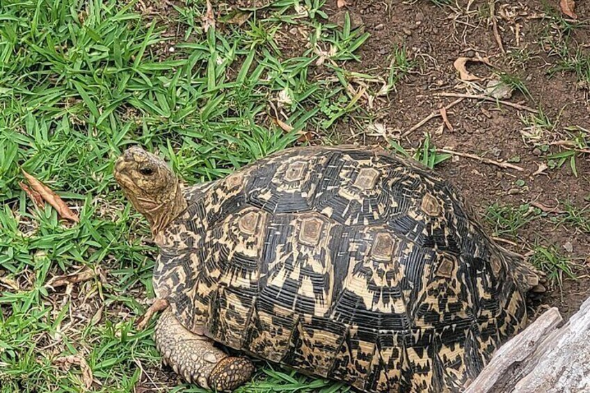 Una tartaruga sull'erba. 5
