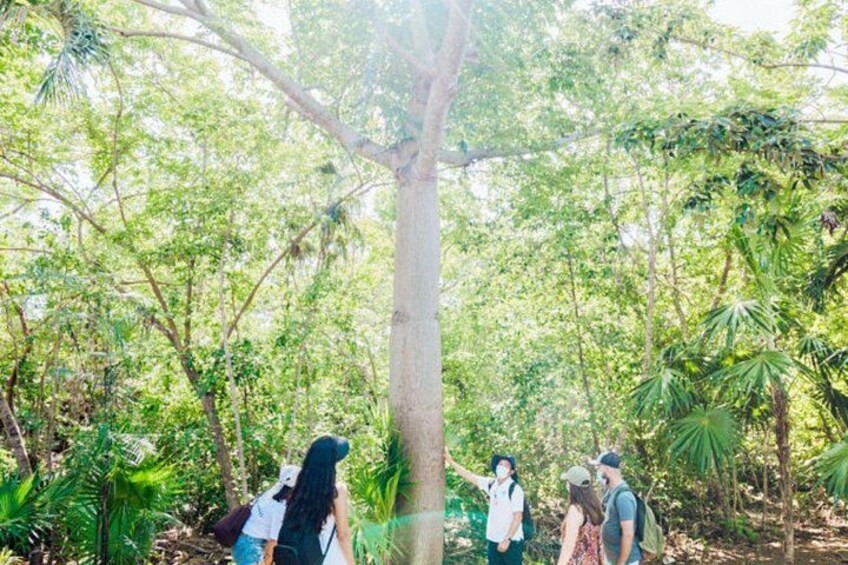 A group of people in a forested area with a large tree in the center. 4