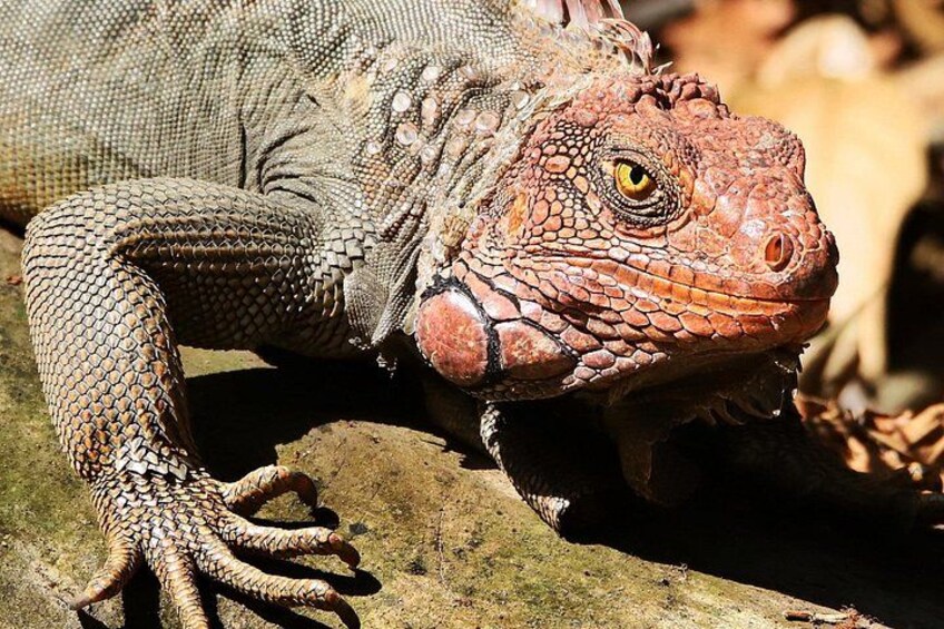 Discover Wildlife & Monkeys on a 2-Hours Kayak Tour in Quepos 5