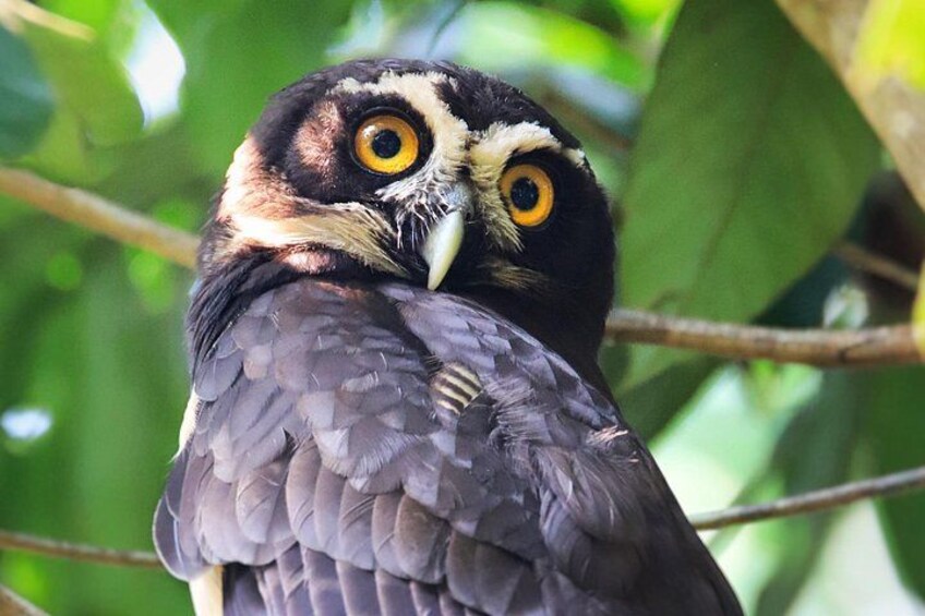 Discover Wildlife & Monkeys on a 2-Hours Kayak Tour in Quepos 3