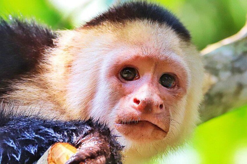 Discover Wildlife & Monkeys on a 2-Hours Kayak Tour in Quepos 1