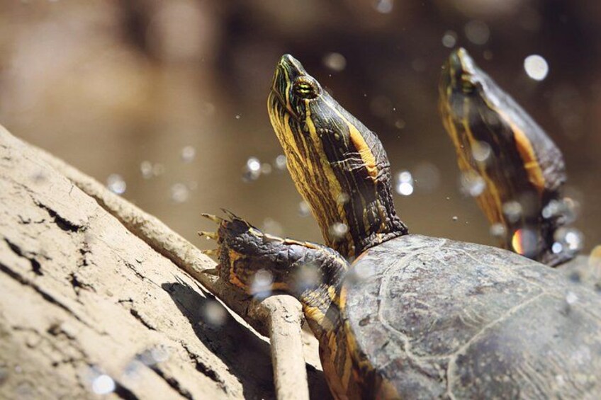 Discover Wildlife & Monkeys on a 2-Hours Kayak Tour in Quepos 2