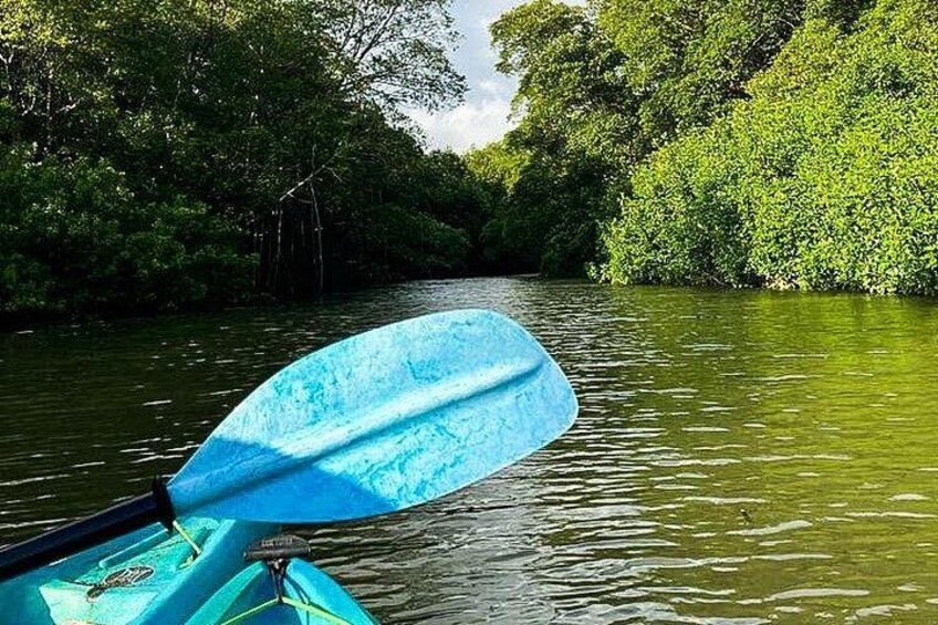 Kayak Through the Mangroves 1