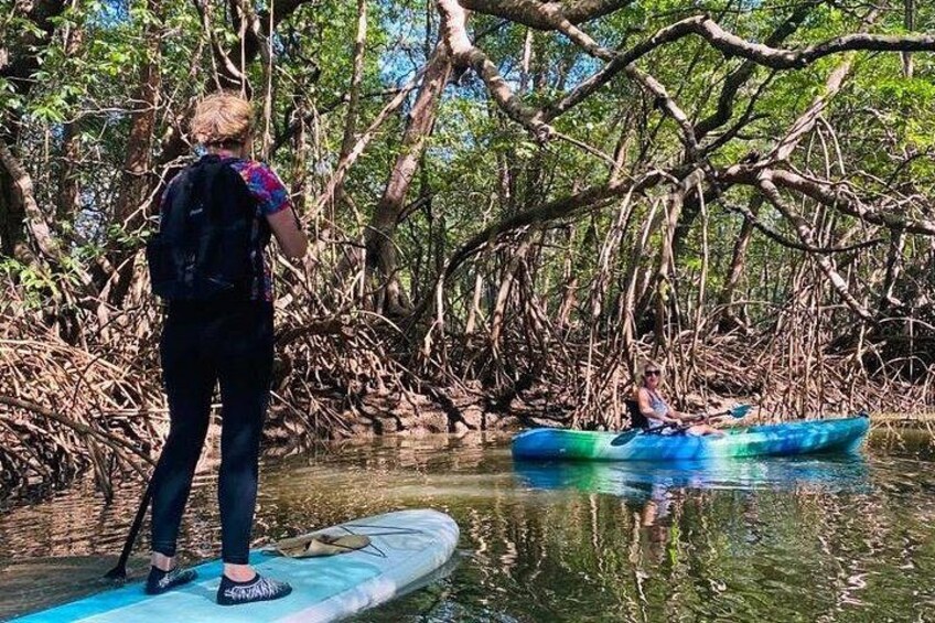 Kayak Through the Mangroves 4