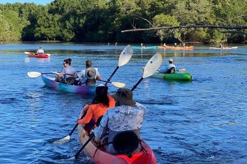 Kayak Through the Mangroves 5