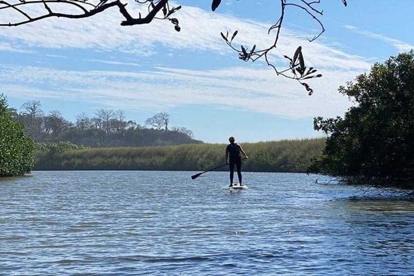 Kayak Through the Mangroves 3