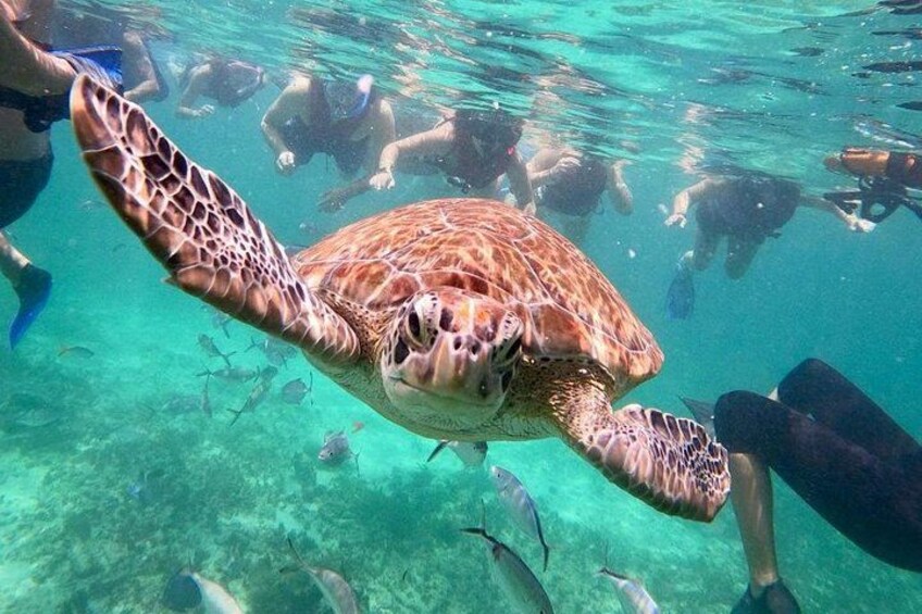 Turtle Swim, Lunch and Underground Cenote Private Tour 1