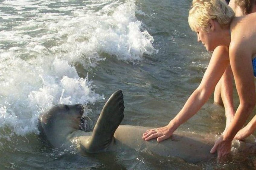 A person interacting with a seal in the water. 1