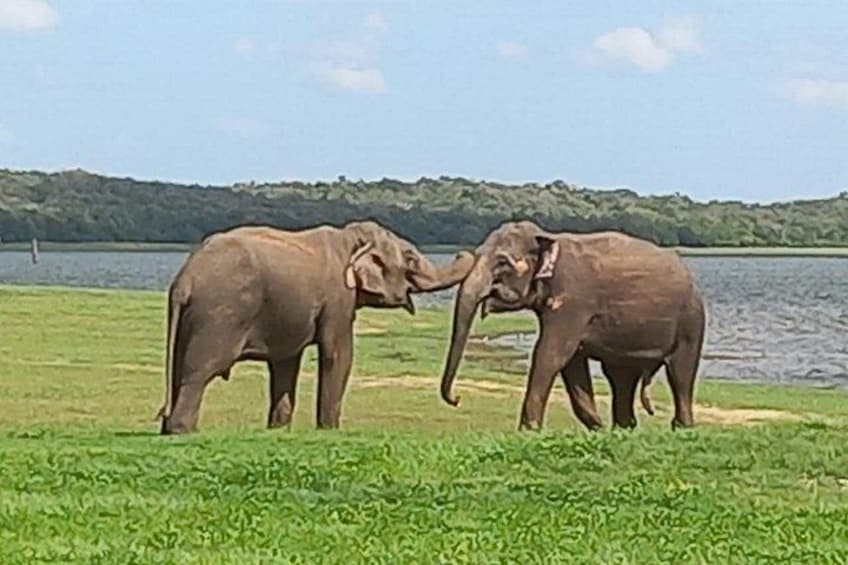 Sri Lanka Adventure Tour Jeep Safaris and Village Experience 4