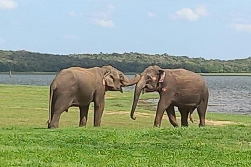 Sri Lanka Adventure Tour Jeep Safaris and Village Experience 4