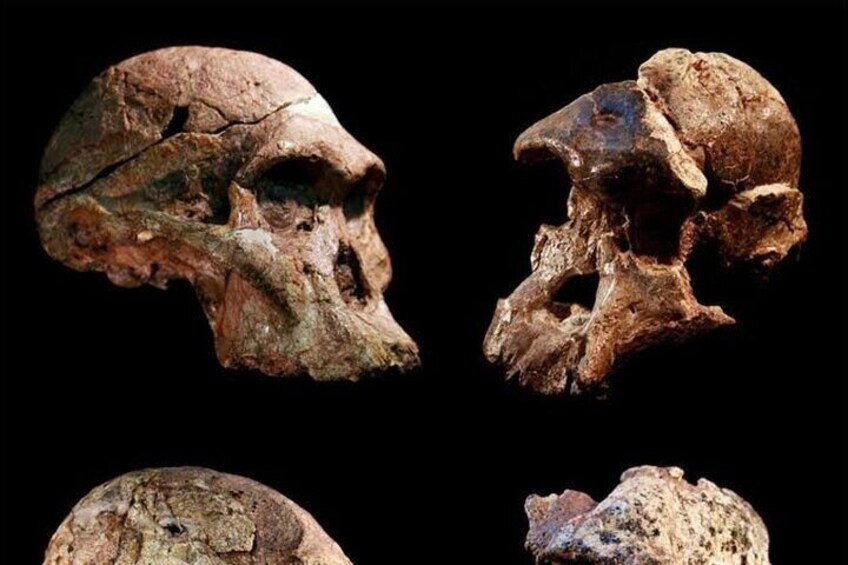 A skull with a prominent brow ridge and a large jaw. 3