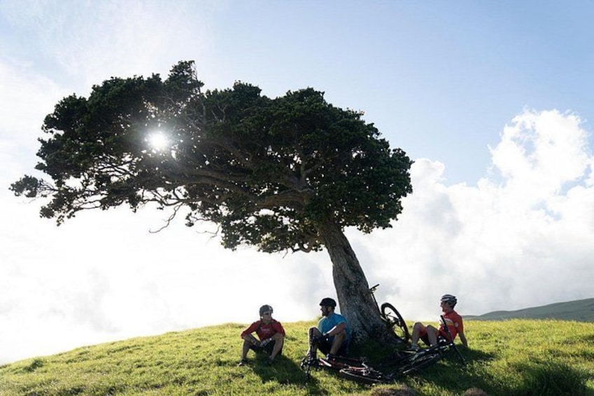 Tres personas sentadas bajo un árbol en una colina cubierta de hierba, con cielo despejado. 1