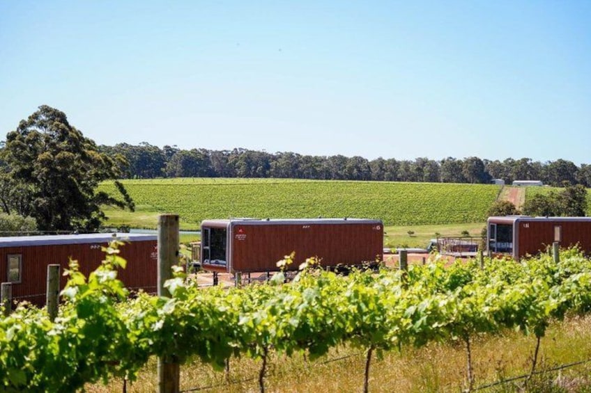 A vineyard with rows of grapevines and red shipping containers in the background. 1