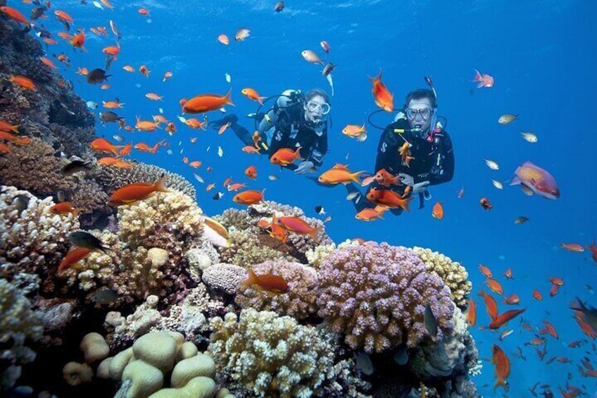 Two scuba divers surrounded by vibrant coral reefs and schools of colorful fish. 3