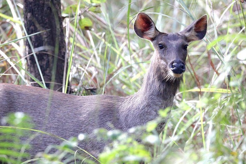 A deer in a grassy area with tall grass and trees. 4