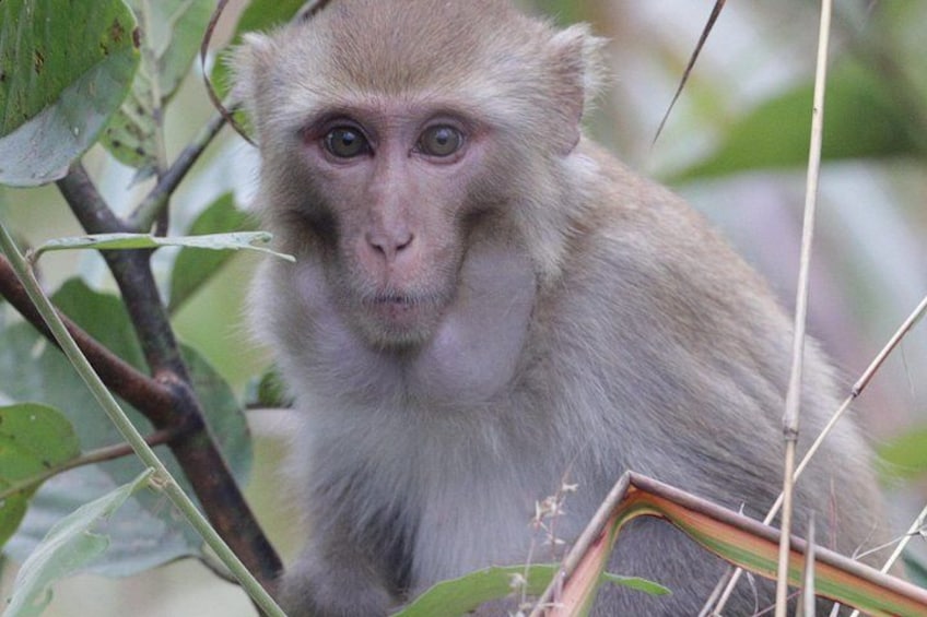 A monkey with light brown fur, surrounded by green leaves and branches. 5