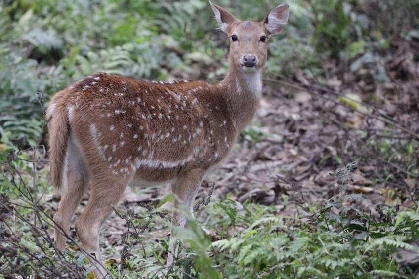 A young deer with white spots in a forested area. 2
