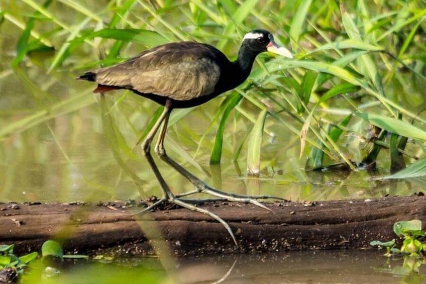 A bird standing on a log in a water body with green vegetation around. 2