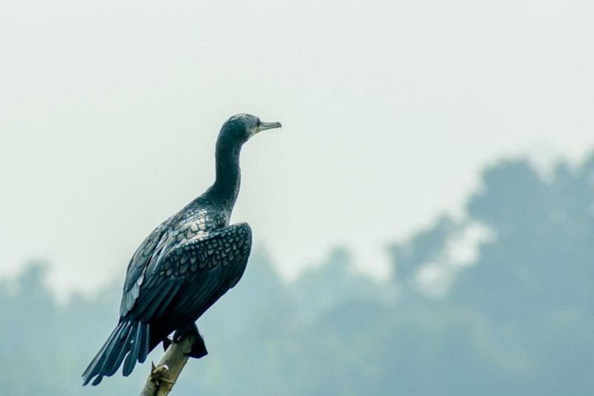 A bird perched on a branch with a blurred natural background. 4