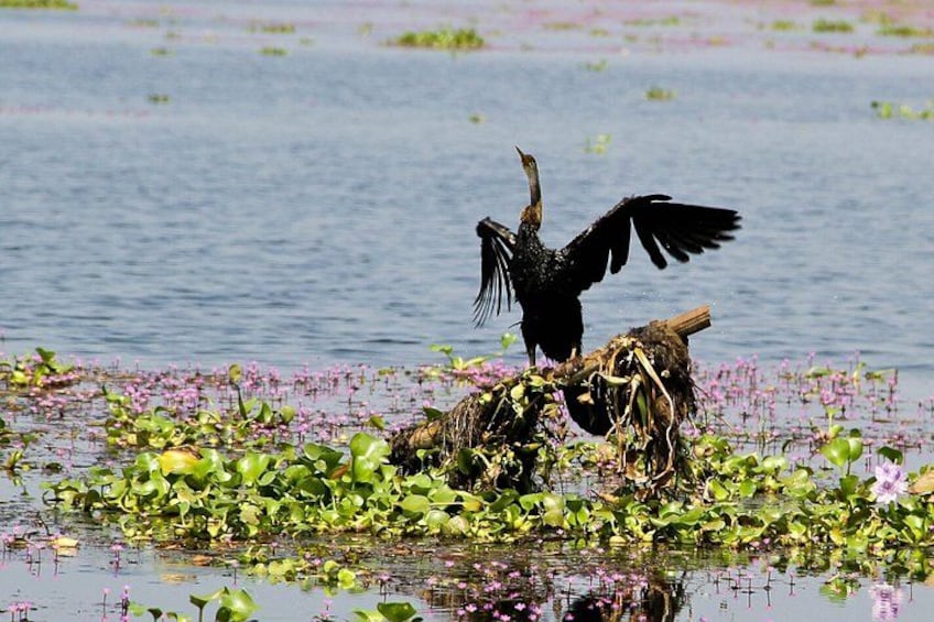 A bird standing on a nest in a water body with lily pads. 3