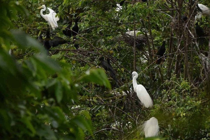 A white bird perched on a branch amidst dense foliage. 5