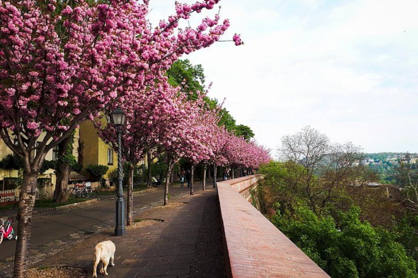 En gata kantad av körsbärsträd, en trottoar och en hund som promenerar. 2