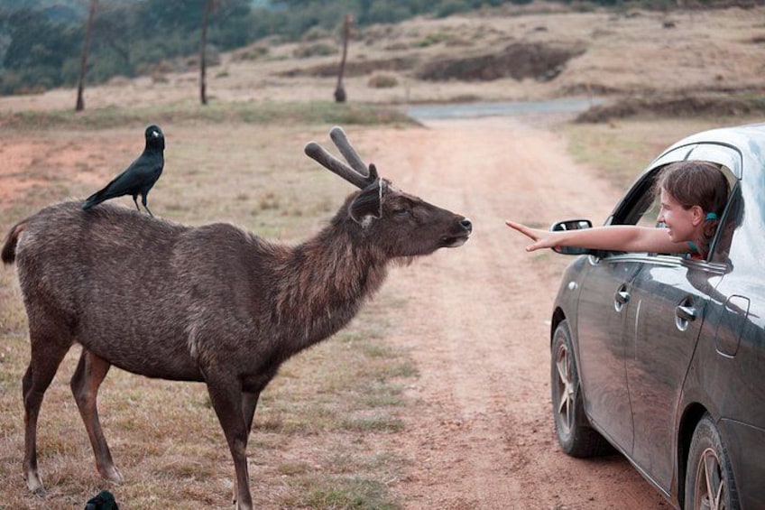 A car, a deer, and a bird on a dirt road. 5